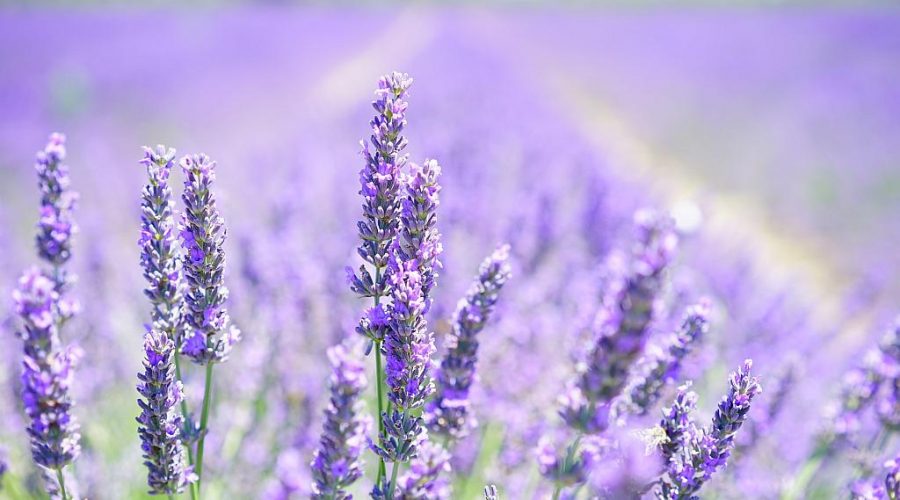 5 Homemade Lavender Products