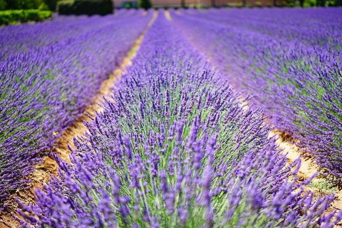 Lavender fields