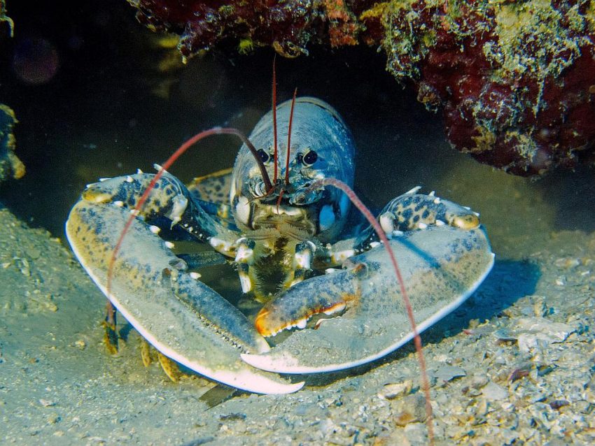 Scuba diving lobster